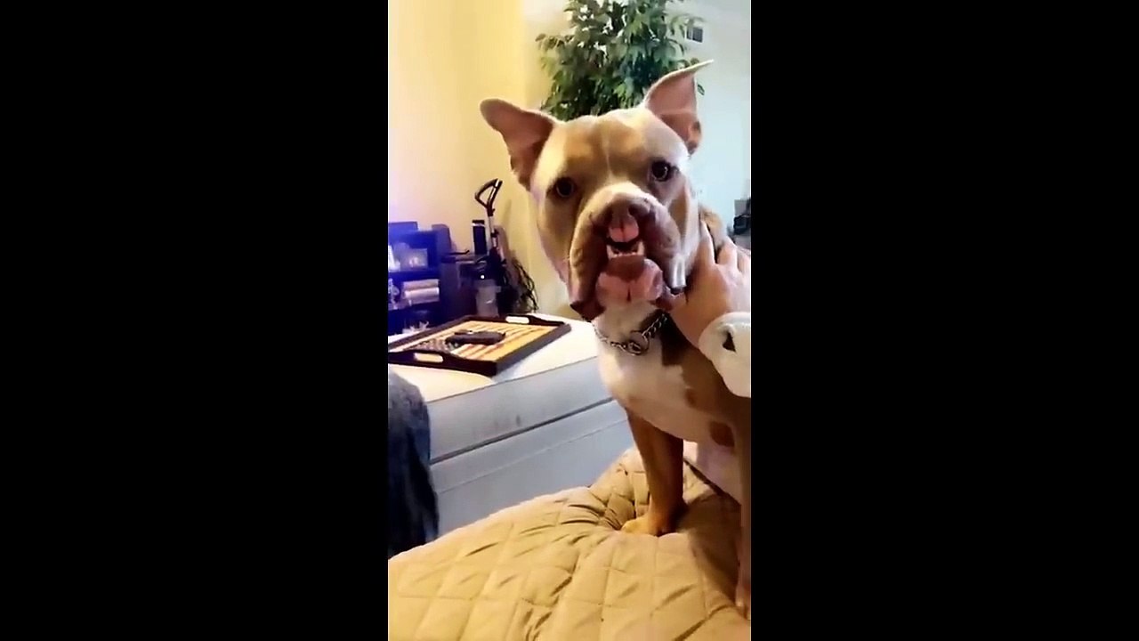 Funny Animal Videos 2022  - Funniest Cats And Dogs Video _2