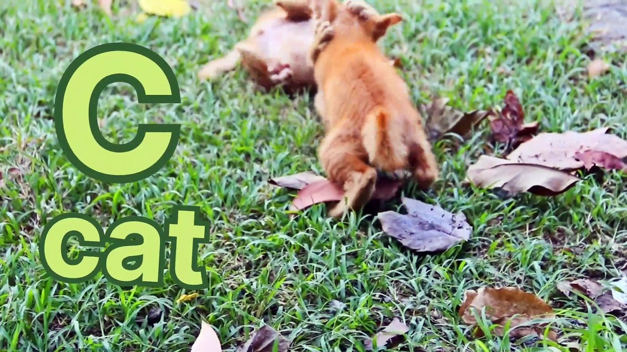 Words that start with C / C letter word / cute cat/ C for cat/ c for car