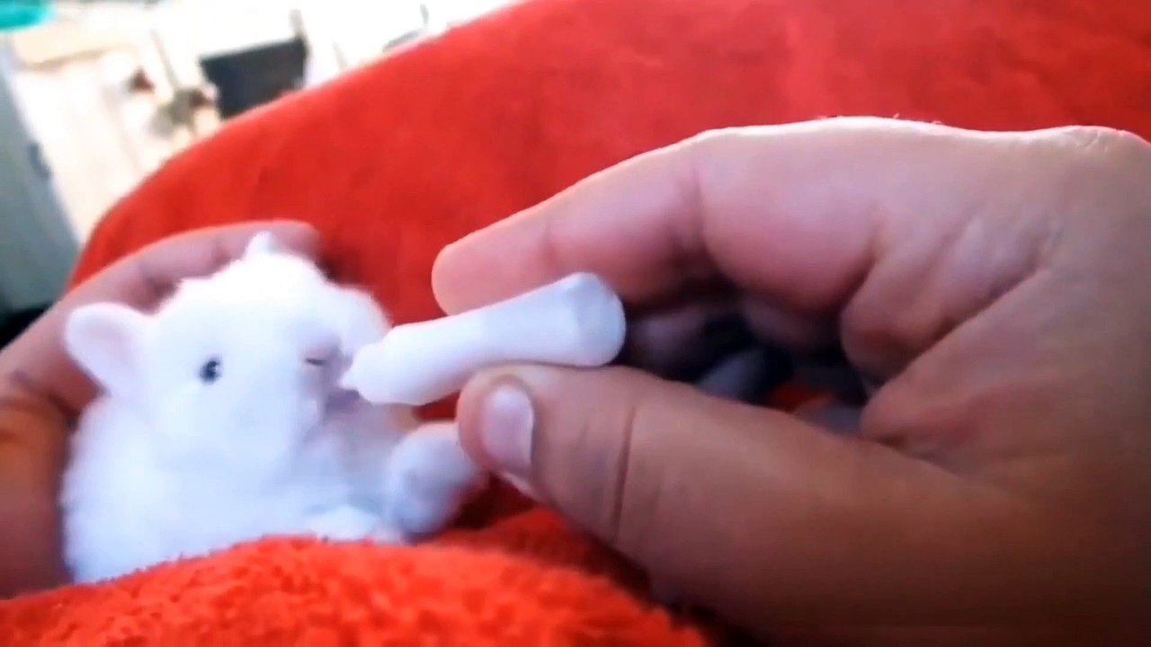 Cute bunny drinking milk