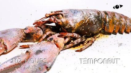 Lobster Timelapse