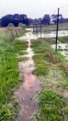 Teen finds fish in dam after flooding in Yass