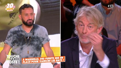 À Marseille, des furets mis en place pour vaincre les rats ! Les infos de Gilles Verdez