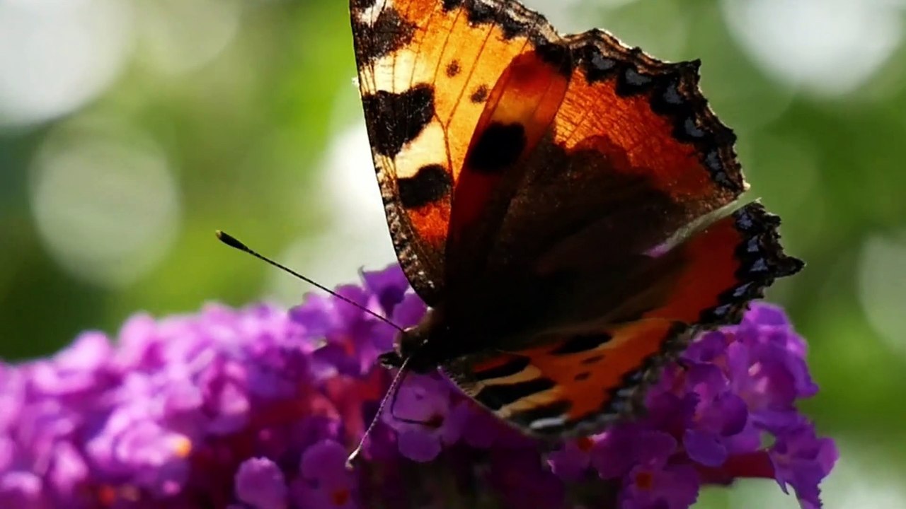 bianatang dan suaranya