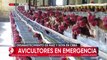 Cerco a Santa Cruz perjudica a avicultores en Cochabamba: No llegan insumos y temen escasez de pollo y huevo