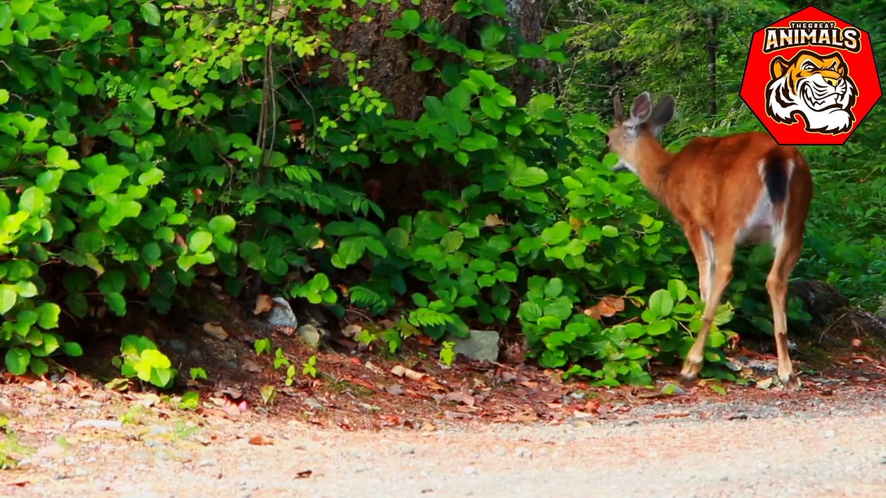 Belajar Mengenal Suara Suara Hewan