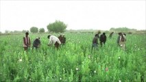 تقرير أممي يرصد توسع زراعة الأفيون في أفغانستان منذ سيطرة طالبان على السلطة