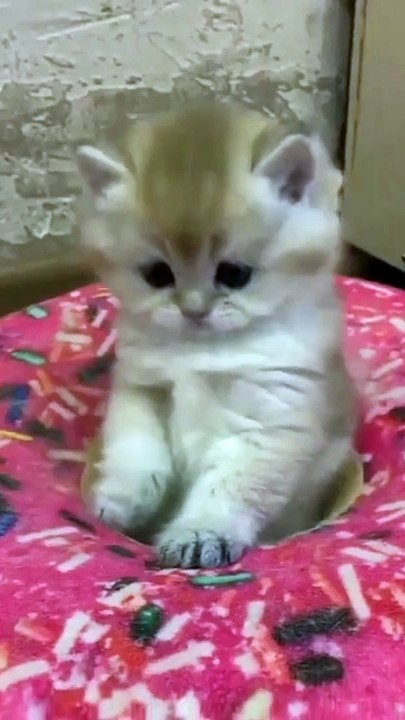 Funny Cat #Funny cat #Funny Dog #funny Animal Video #funny video #funny kids