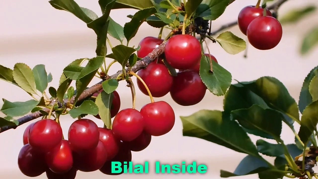 what-fruit-burns-fat-at-night-video-dailymotion