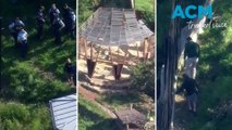 Five lions have been returned to their enclosure after an early morning break out at Taronga Zoo