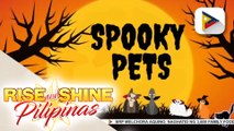 WEDNESDAY PETSDAY | Spooky pets