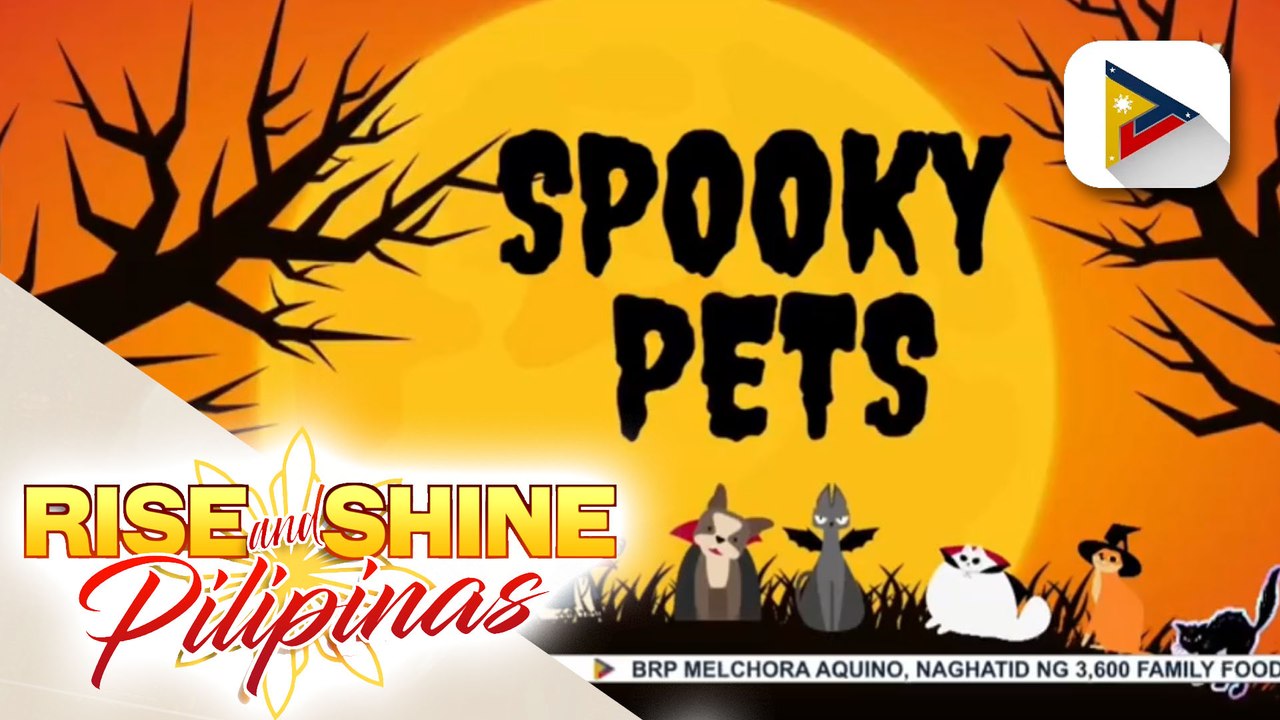WEDNESDAY PETSDAY | Spooky pets
