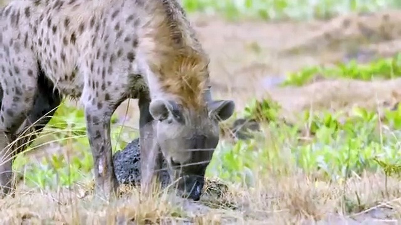 Africa's Hunters - Se1 - Ep06 - Survivors of the Plains HD Watch HD Deutsch