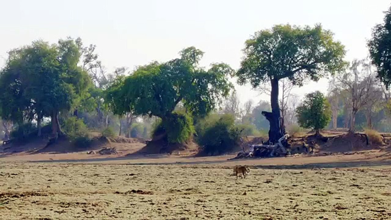 Africa's Hunters - Se1 - Ep02 - ​A Leopard's Last Stand HD Watch HD Deutsch