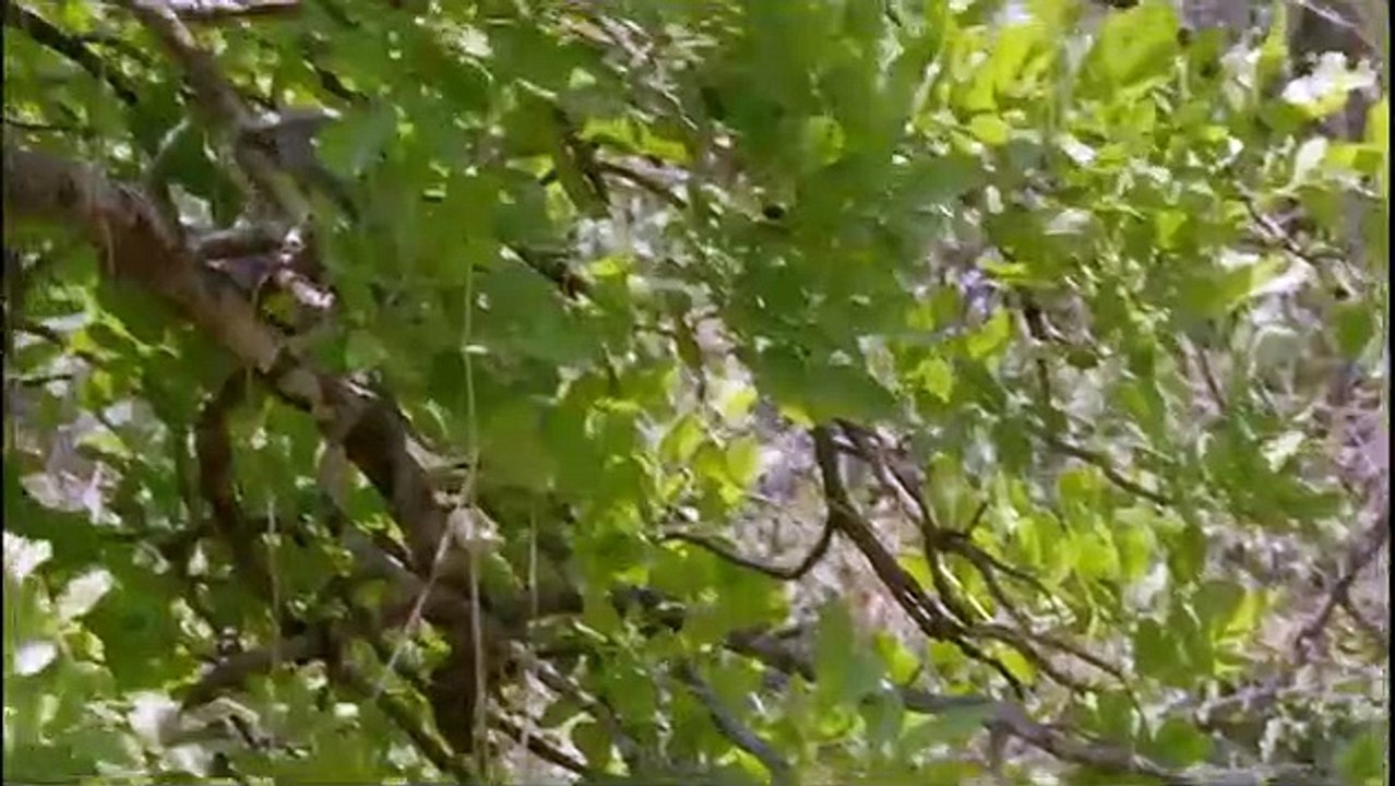 Africa's Hunters - Se2 - Ep01 - The Trials of Olimba HD Watch HD Deutsch