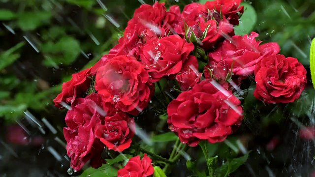 Bunga merah mixkit-red-flowers-wet-from-the-rain-33139-medium