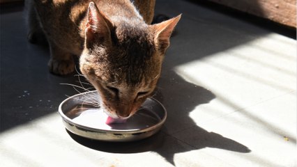Is your cat drinking enough? Here is how to increase their water intake