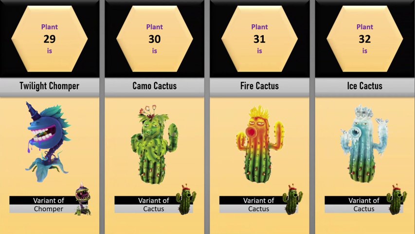 kaktus spiralis Cereus Forbesii Spiralis (Spiral Cactus)