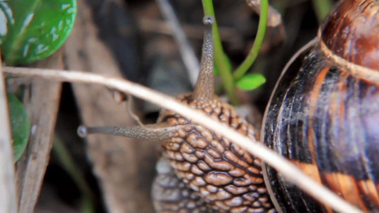 Ancient Unexplained Files - Se1 - Ep03 HD Watch HD Deutsch