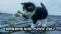 Cats funny videos | Cats meowing | Cats | funny content