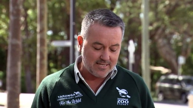 Taronga Zoo lions now contained in enclosure after morning escape