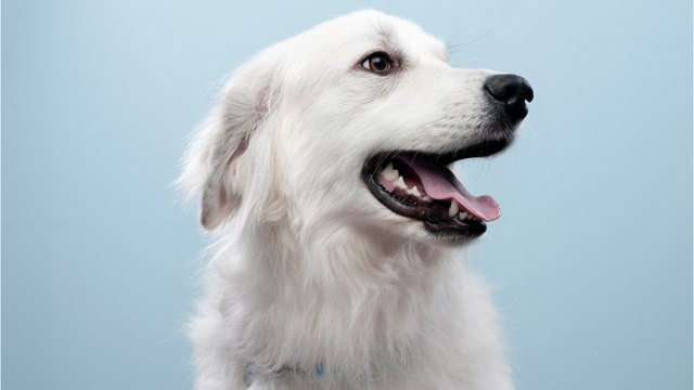 This incredible deaf rescue dog learned to answer commands in sign language (VIDEO)