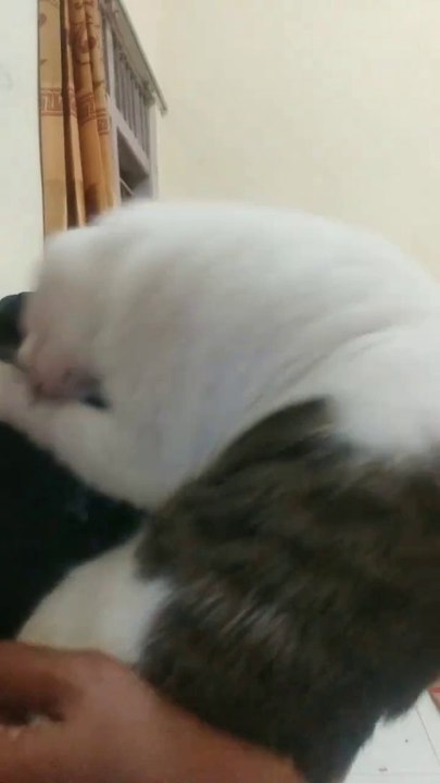 Cicus, the spoiled cat