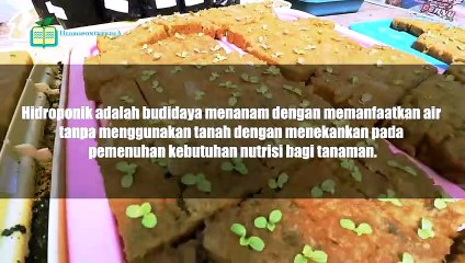 Hydroponics for Beginners: Easy Step-by-Step Guide 🌱