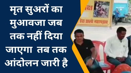 रीवा:27 वे दिन भी जारी रहा बसोर समाज का अनशन,अपनी मांगों पर अड़े है सुअर पशुपालक