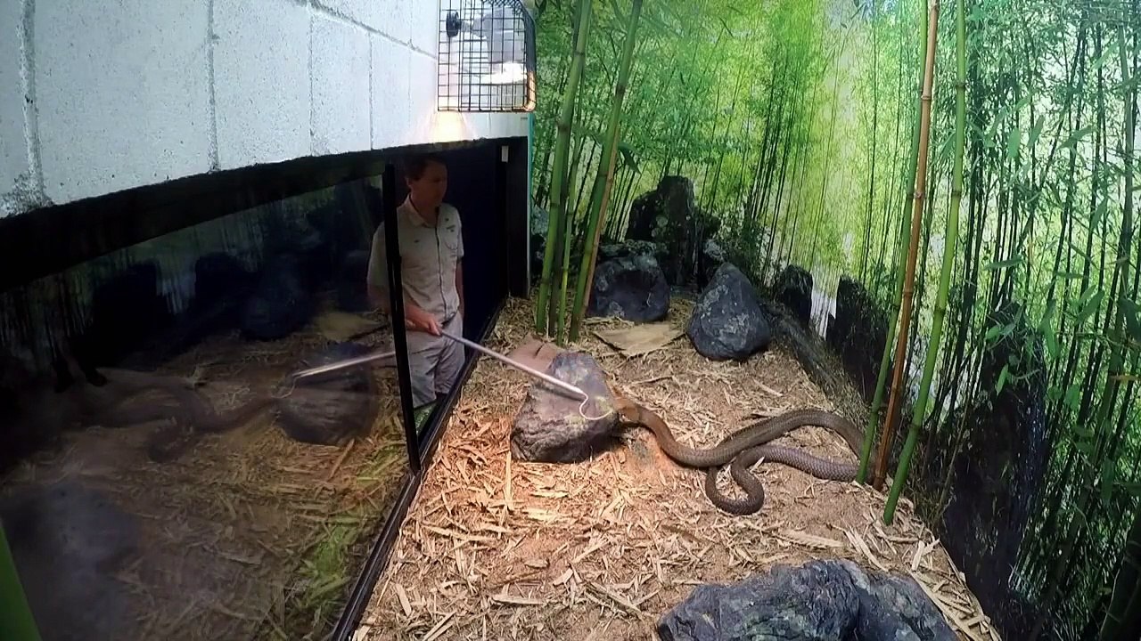 Crikey! It's the Irwins - Se1 - Ep04 - Robert, King of Cobras HD Watch HD Deutsch