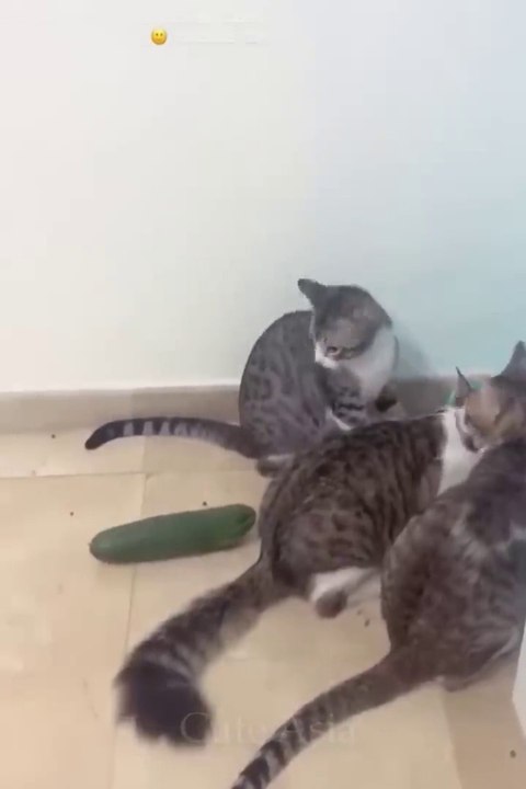 Animal So Funniest Videos 2022 -- Funny Cats -- and Dogs -- Part 58(720P_HD)