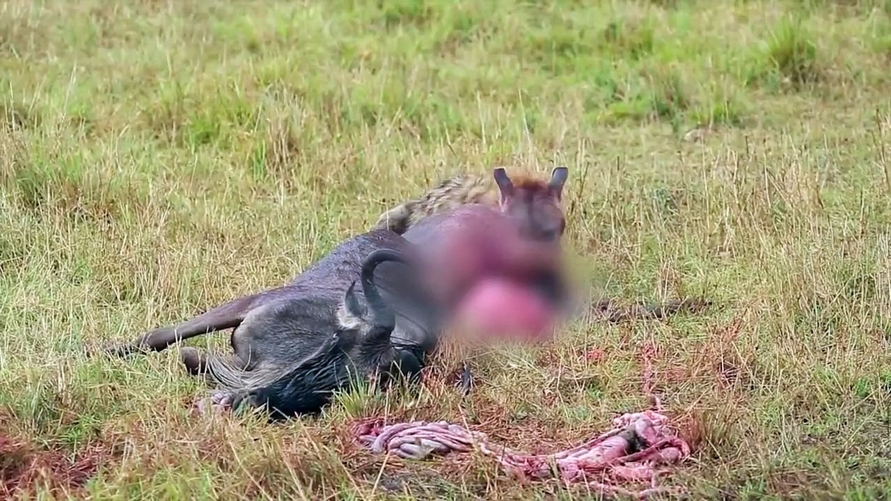 Wildebeest's Guts Ripped Apart By Hyena
