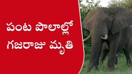 పలమనేరు: విద్యుత్ షాక్... భారీ గజరాజు మృతి