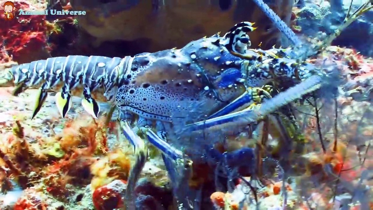 Hewan yang indah, aktivitas hewan yang akrab anjing, kucing, ayam, bebek, babi, kuda, sapi