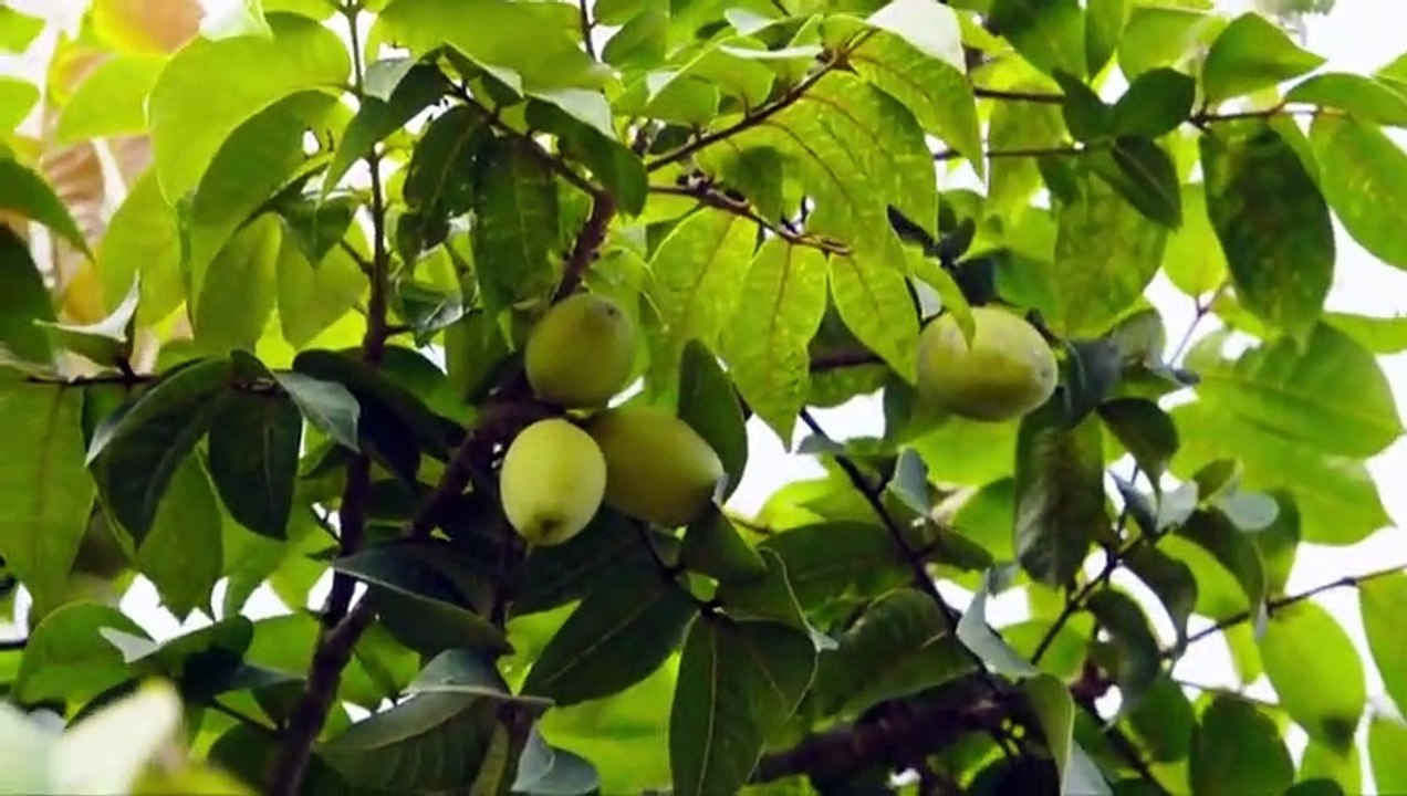 Flavorful Origins - Se1 - Ep01 HD Watch HD Deutsch