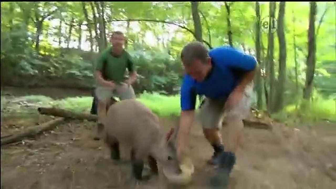 Wild Kratts - Se1 - Ep03 HD Watch HD Deutsch