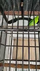 Cucak ijo mini gacor . . .