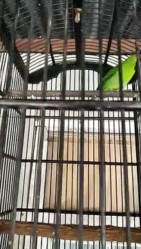 Cucak ijo mini gacor . . .