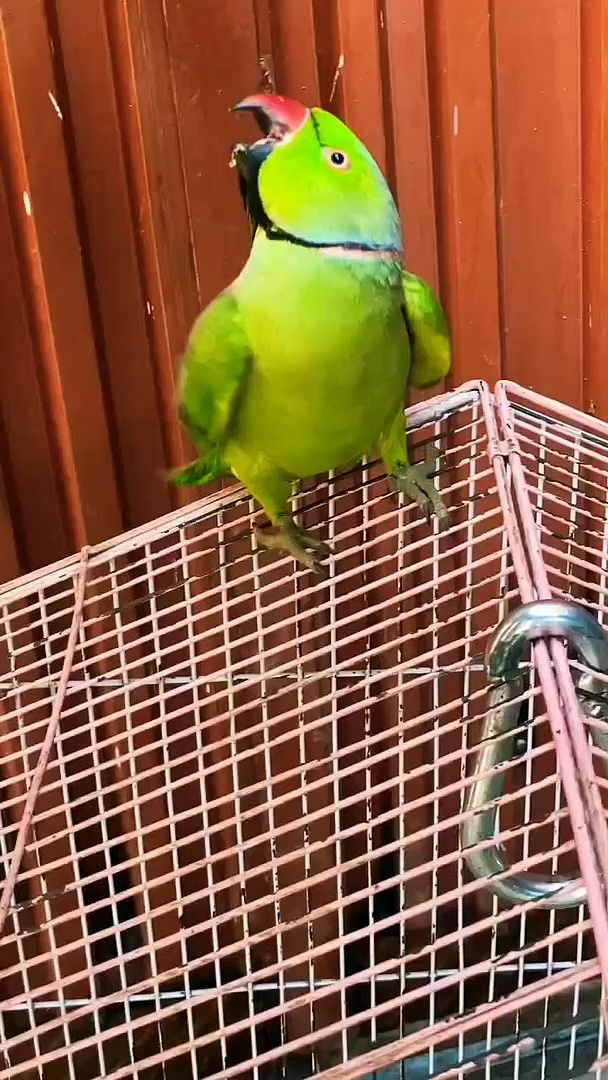 Talking Parrot Best Talking