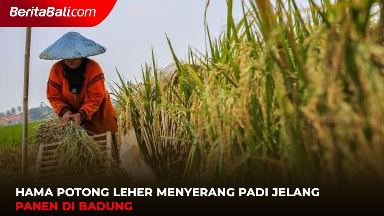 Hama Potong Leher Menyerang Padi Jelang Panen di Badung
