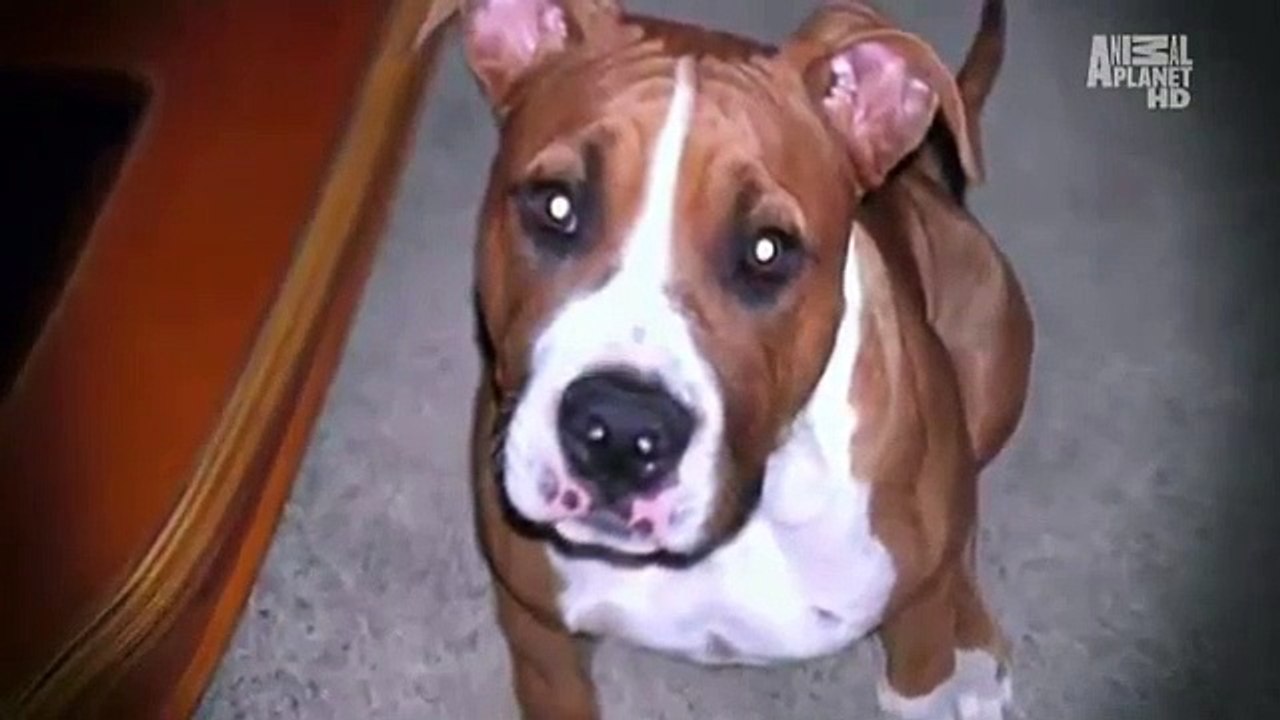 Pit Bulls and Parolees - Se1 - Ep03 HD Watch HD Deutsch