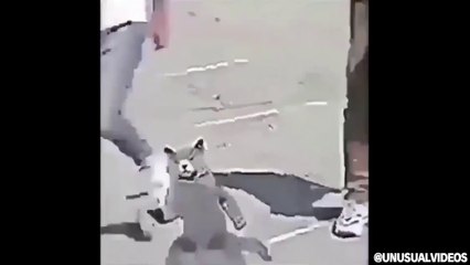 UNUSUAL MEMES COMPILATION V2