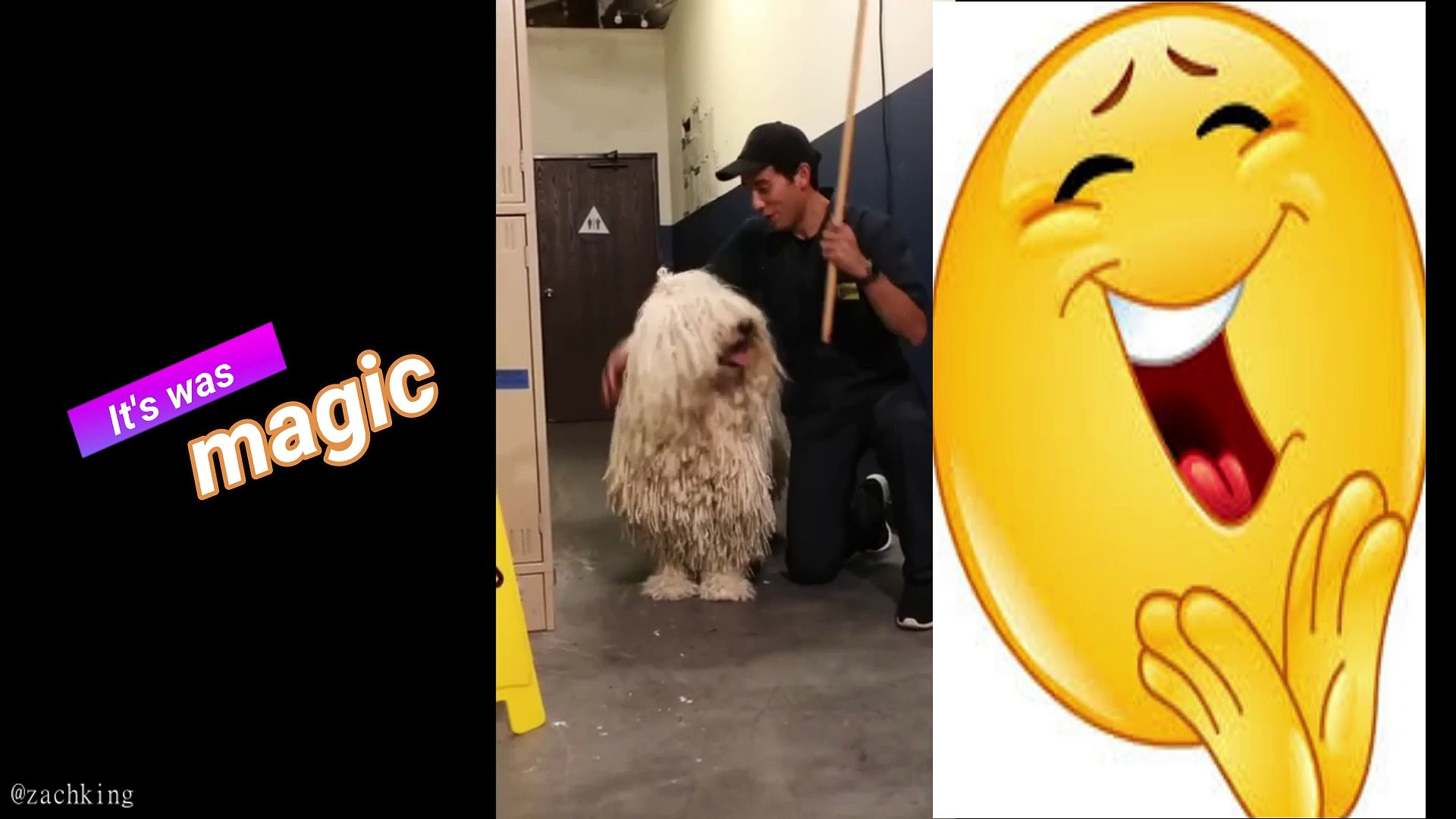 ⁣funky pets | animals fun | house dogs | entertainments animal | best popular funk |