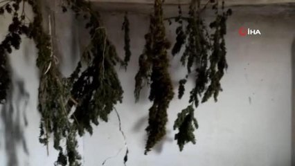 Çiftlik evinde çamaşır asar gibi uyuşturucu astılar, suçüstü yakalandılar