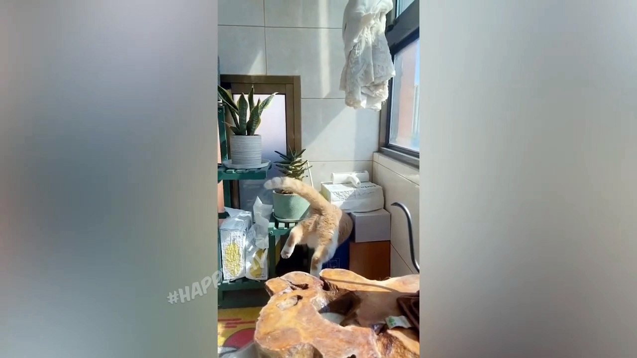 Funny Cats 2022 | 5 Minutes Of Laughter