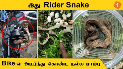 ஈரோட்டில் குடியிருப்பு பகுதியில் முட்டை போட்டு வசித்துவந்த நல்லபாம்பு