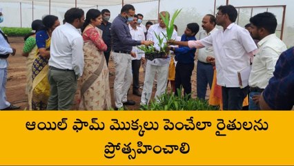 హుస్నాబాద్: జనవరిలో ఆయిల్ ఫామ్ మొక్కల పంపిణీ