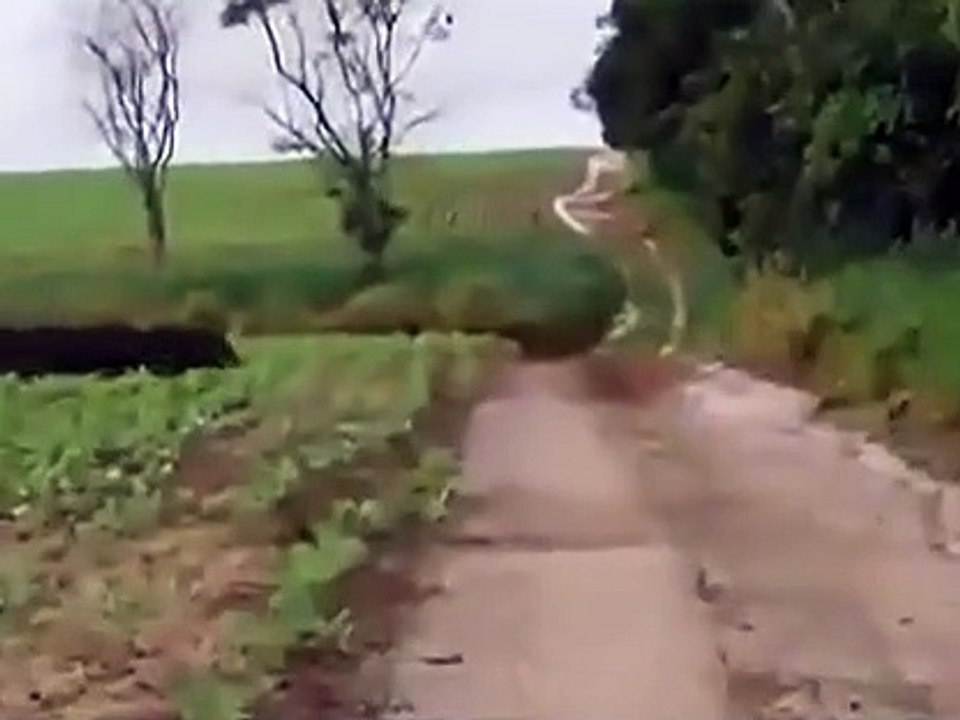 Mais combien de sangliers sortent de ce champs??? Au moins 50