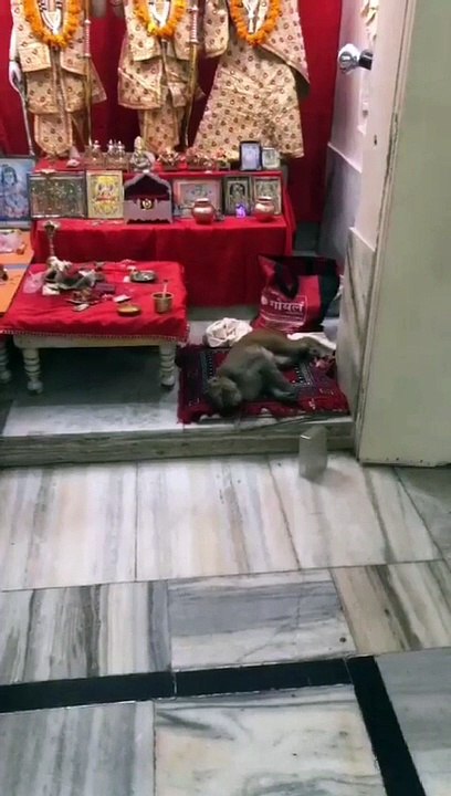 जयपुर का यह बंदर है रामजी का भक्त, मंदिर में लगाता परिक्रमा, करता पूरी सेवा