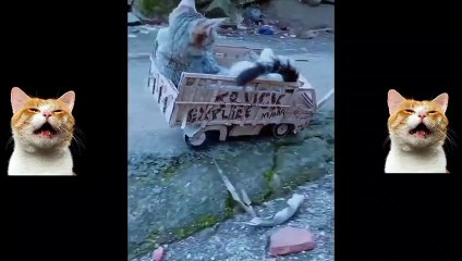 Video Kucing Lucu Bikin Senyum-senyum Sendiri