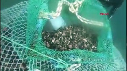 Marmara Denizi'nde kaçak avlanan 1 ton midye ele geçirildi